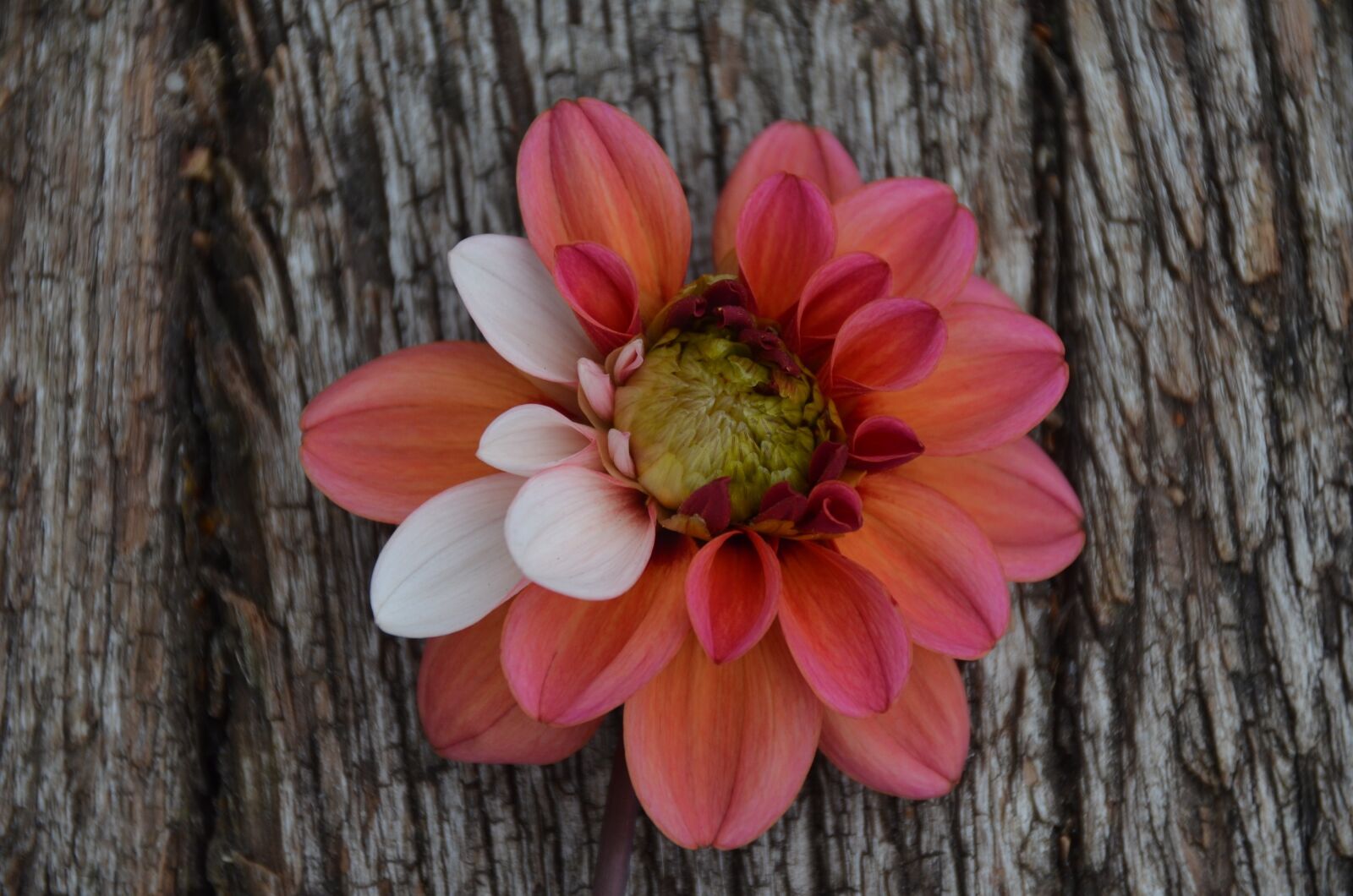 Nikon D5100 sample photo. Dahlia, flower, floral photography