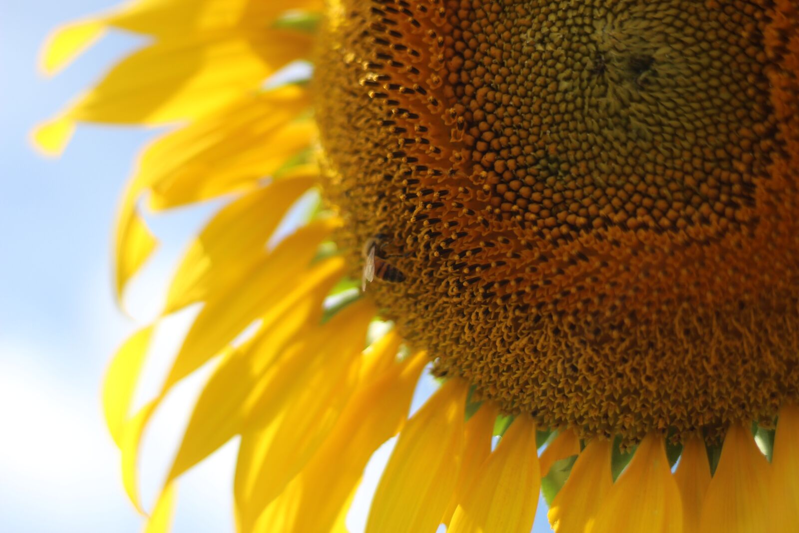 Canon EOS 1300D (EOS Rebel T6 / EOS Kiss X80) + Canon EF 50mm F1.8 STM sample photo. Sunflower, flowers, yellow photography