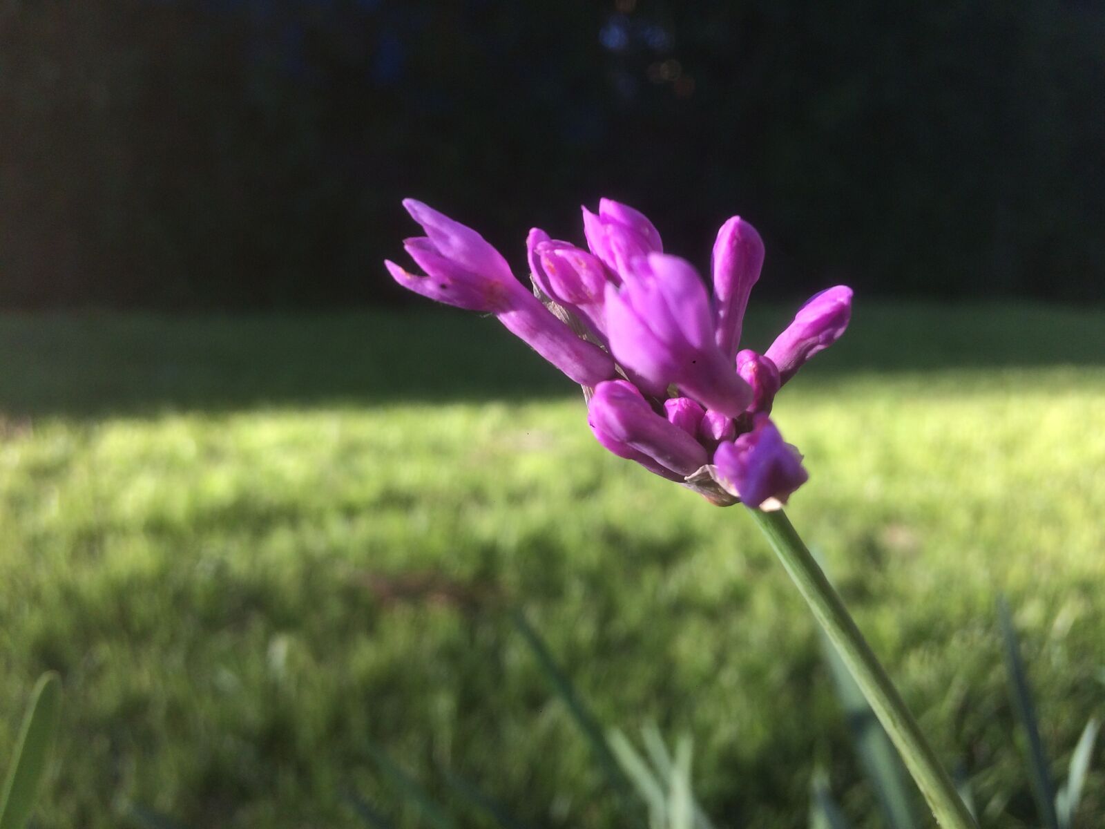 iPhone 5s back camera 4.15mm f/2.2 sample photo. Lily, flower, blooming photography