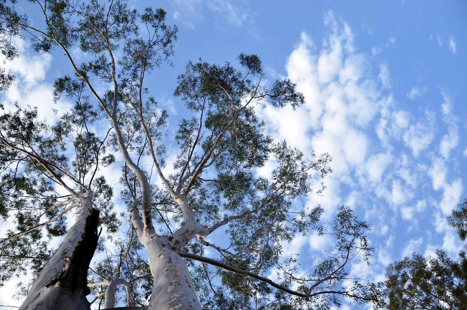 Nikon D90 sample photo. Flying, nature, landscape photography