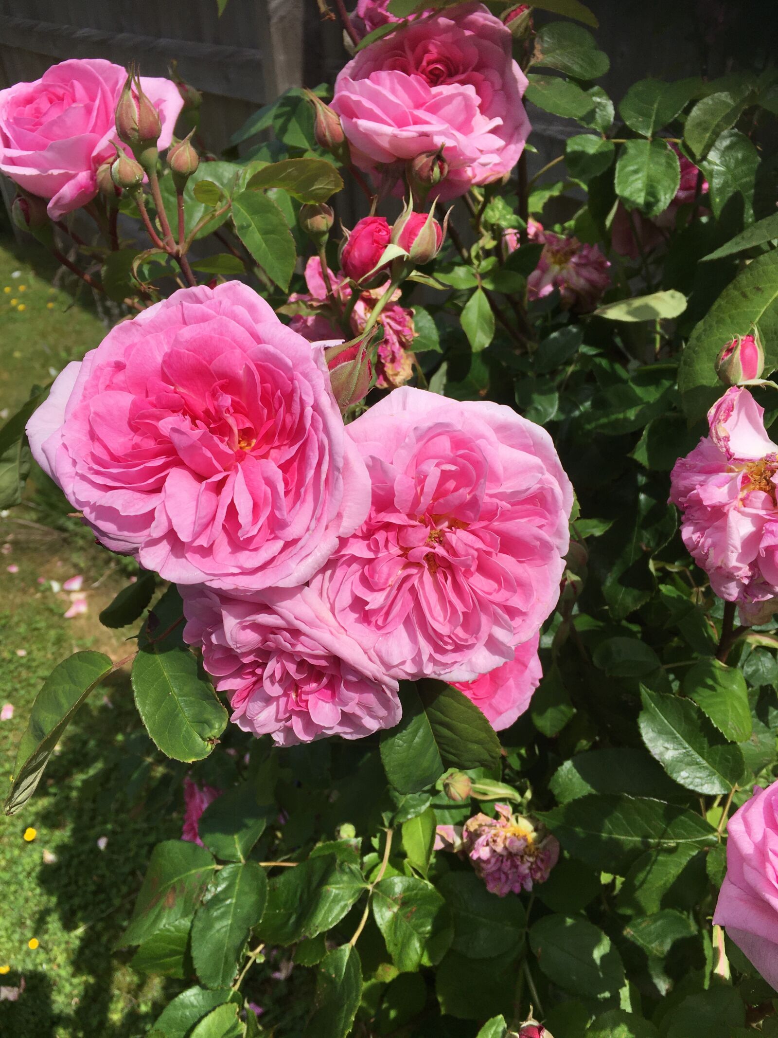 iPhone 6s back camera 4.15mm f/2.2 sample photo. Roses, pink, flower photography