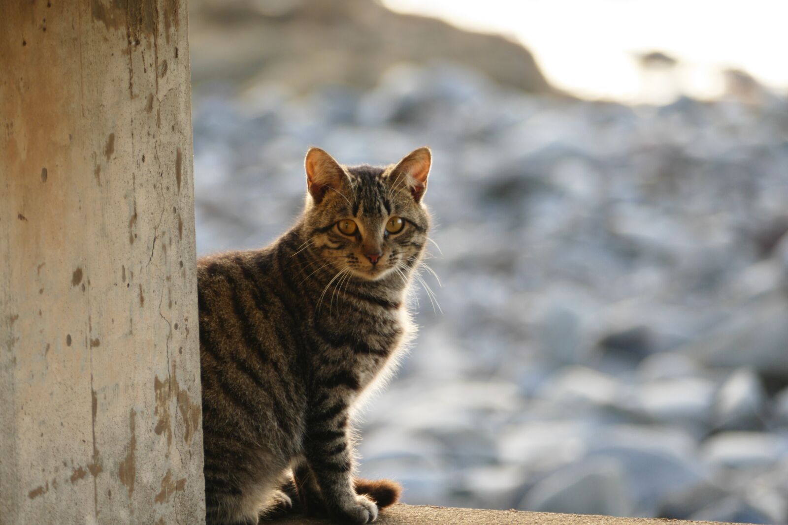 Panasonic Lumix DMC-FZ1000 sample photo. Cat, sunset, animal photography