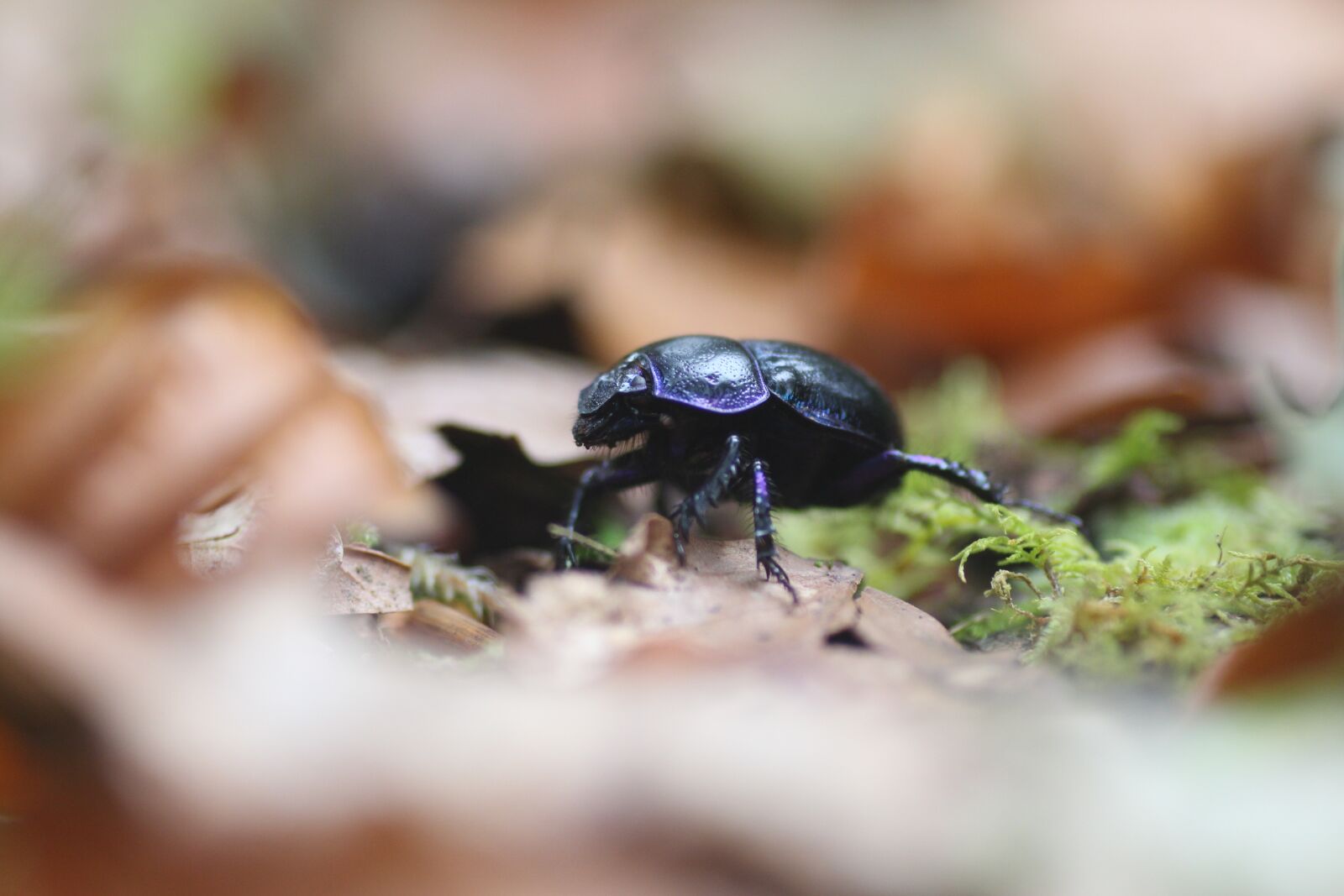 Canon EOS 700D (EOS Rebel T5i / EOS Kiss X7i) sample photo. Beetle, travel, trip photography