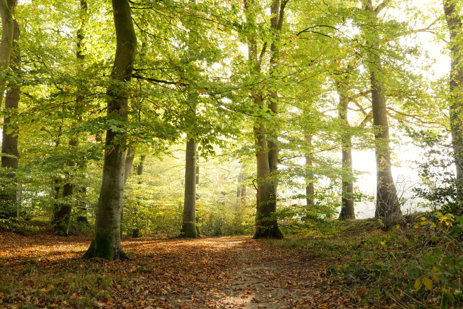 Nikon D610 sample photo. Green, forest, autumn photography