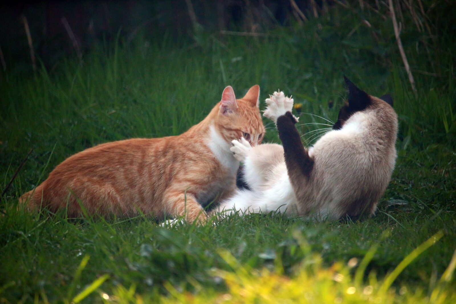 Canon EOS 100D (EOS Rebel SL1 / EOS Kiss X7) sample photo. Cat, kitten, mieze photography