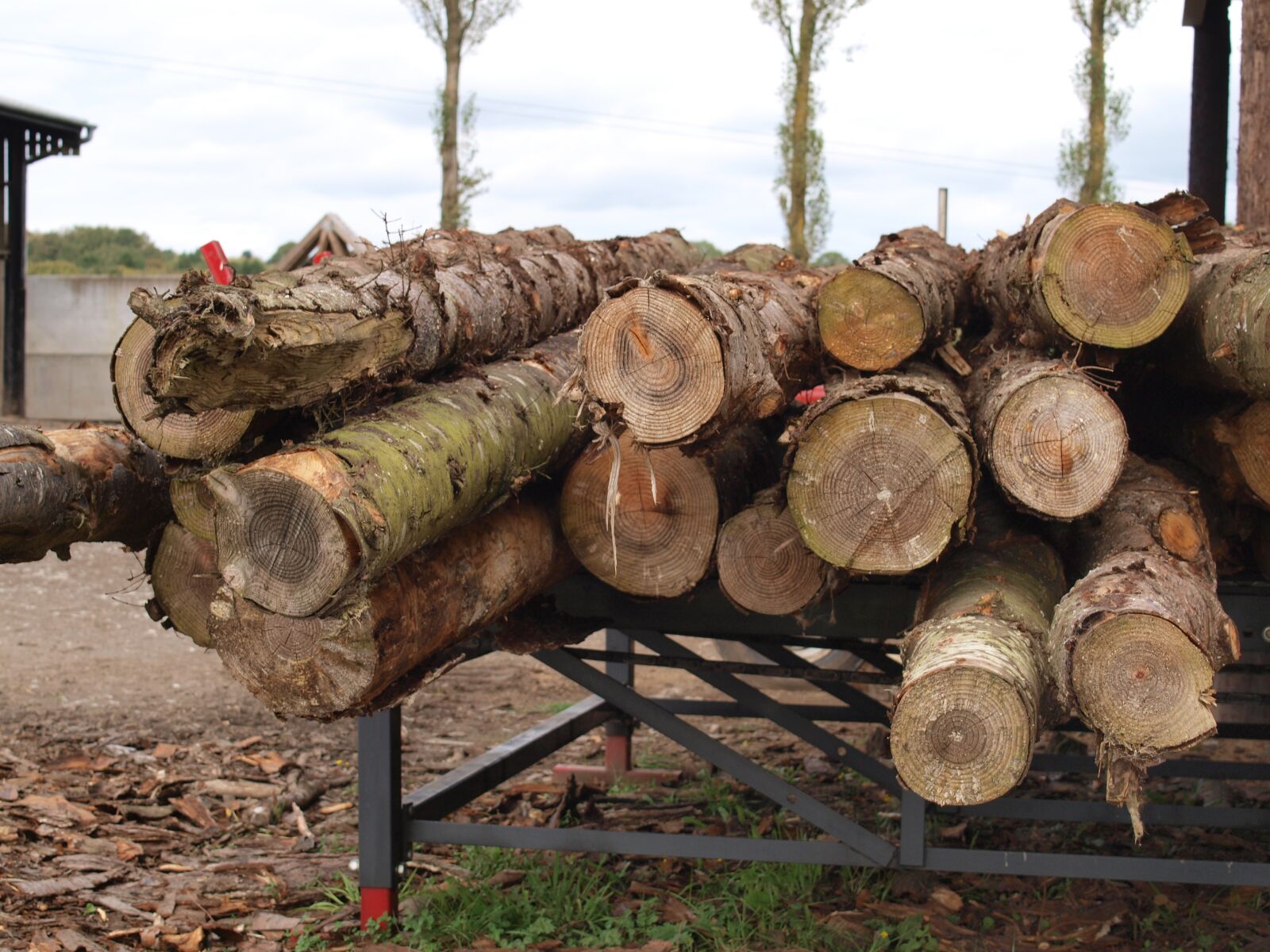 Olympus E-520 (EVOLT E-520) sample photo. Logs, wood, timber photography