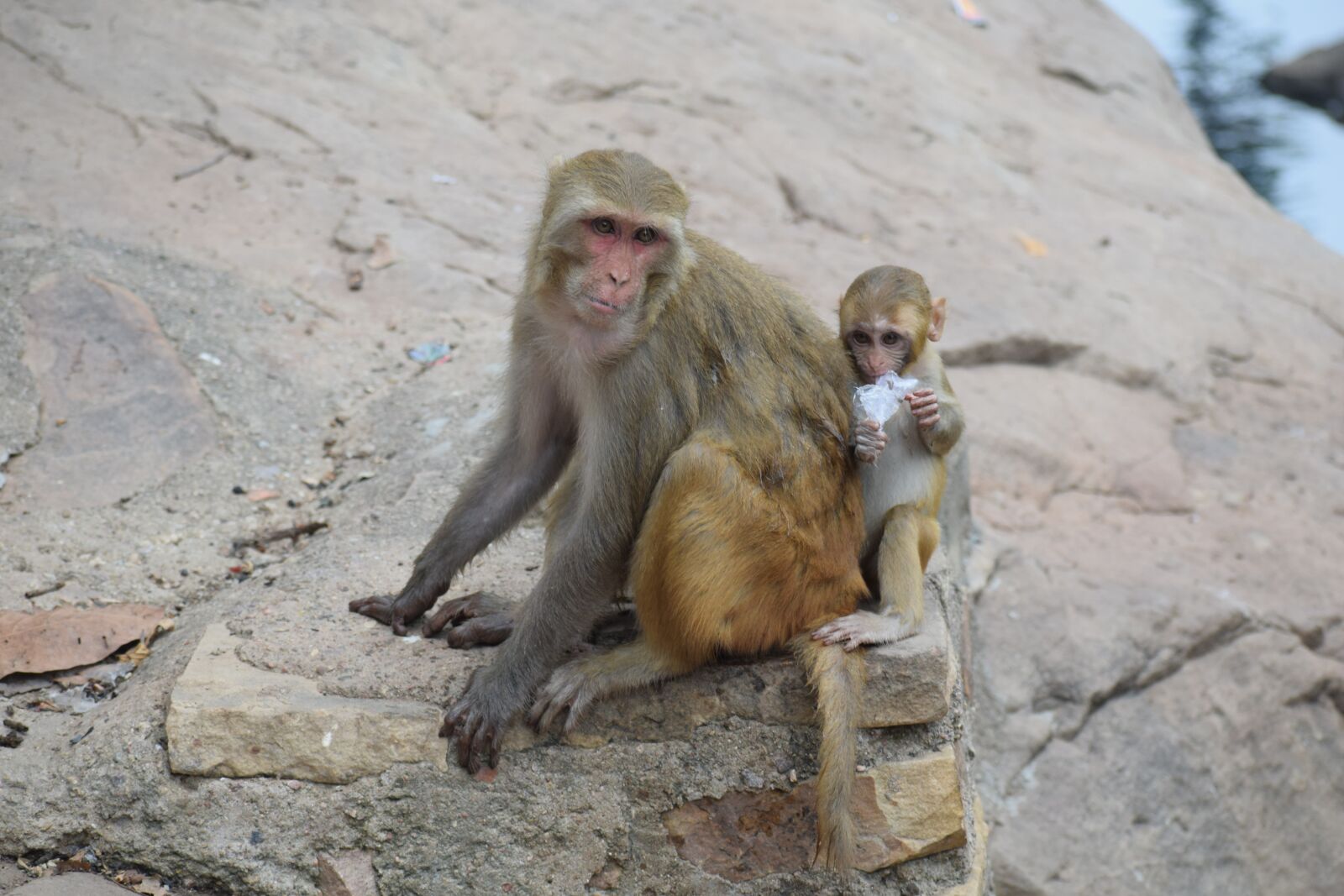 Nikon D3300 sample photo. Mother, monkey, baby photography