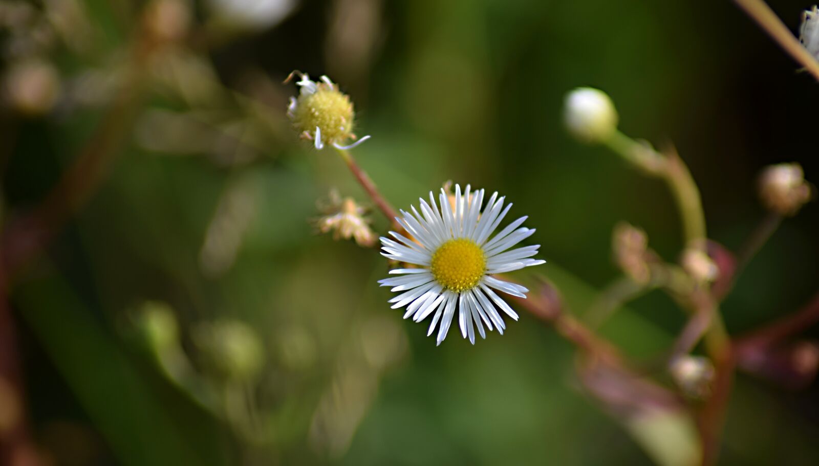 Nikon D5300 sample photo. Flower, field bloom, meadow photography