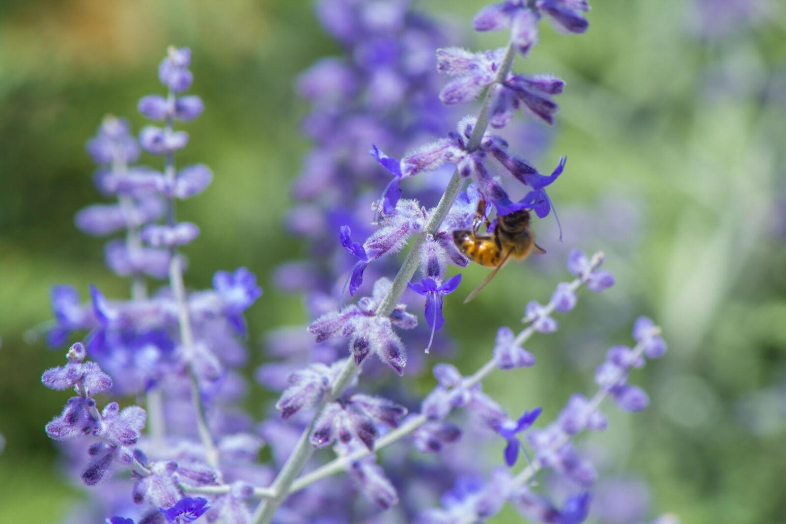 Canon EOS 600D (Rebel EOS T3i / EOS Kiss X5) sample photo. Purple, bloom, nature photography