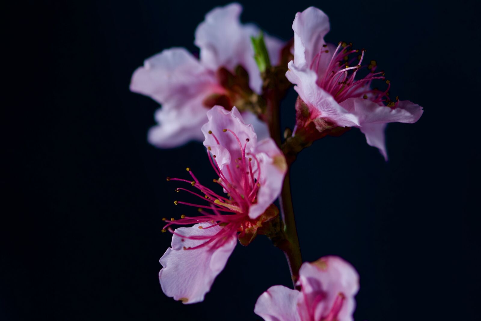 Nikon D500 sample photo. Flowers, color, nature photography