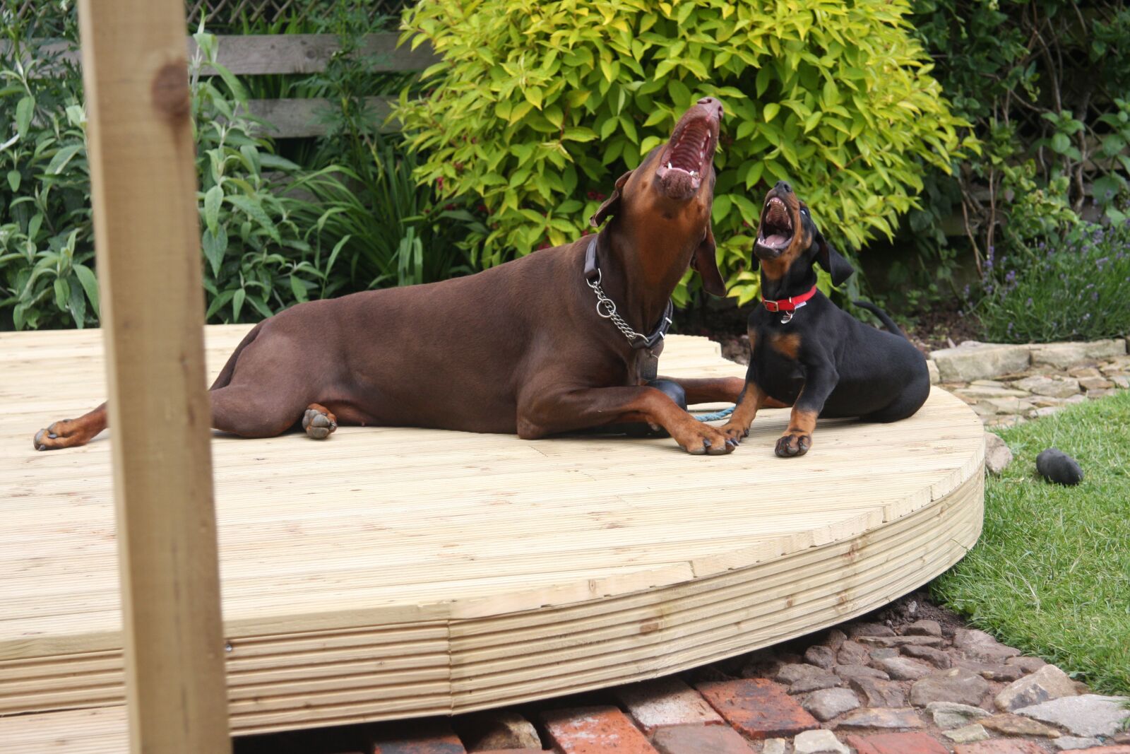 Canon EOS 40D sample photo. Laughing, puppy, dobermann photography