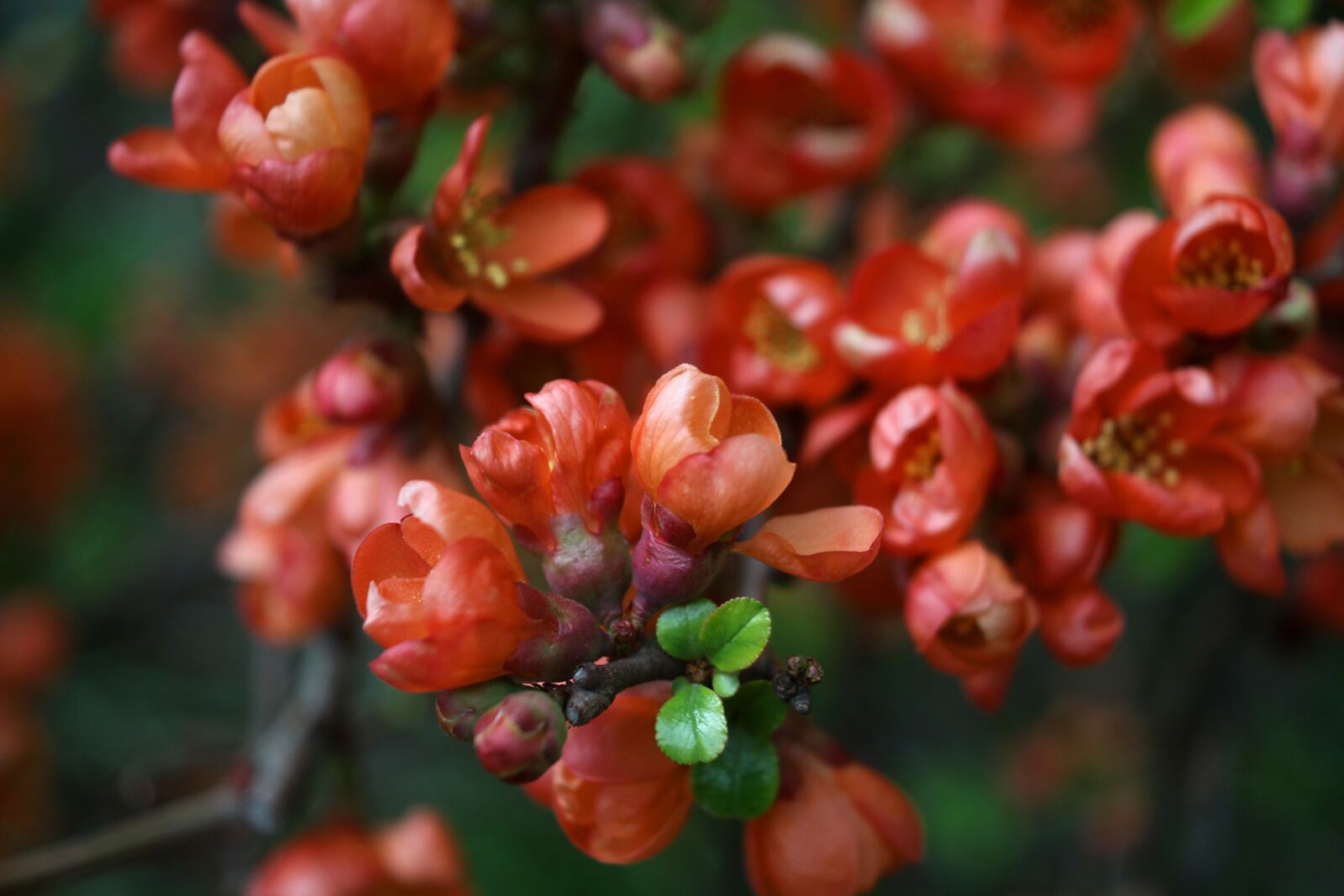 Canon EOS 1200D (EOS Rebel T5 / EOS Kiss X70 / EOS Hi) sample photo. Spring, the buds, flowers photography