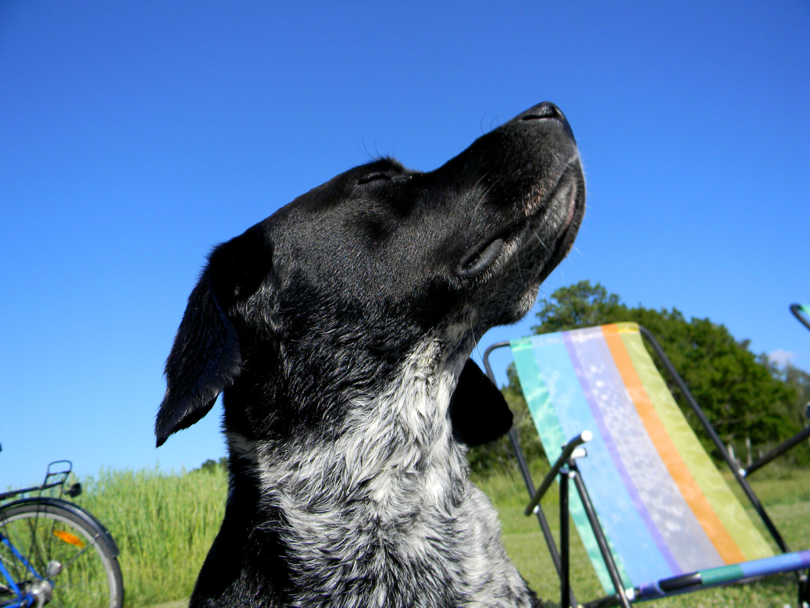 Nikon Coolpix L110 sample photo. Blue, sky, dog, summer photography