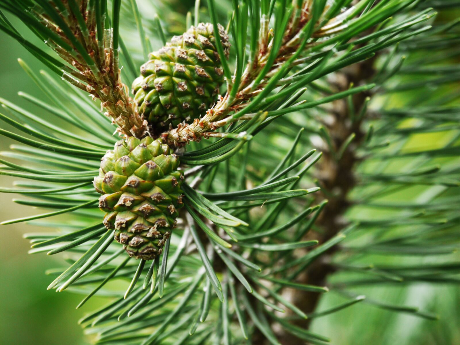 Panasonic Lumix DMC-G1 sample photo. Pine, tap, needles photography