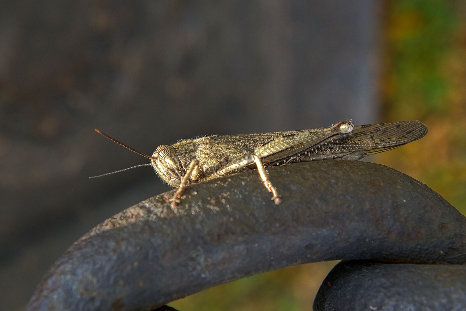 Nikon D800 sample photo. Grasshopper, insect, bug photography