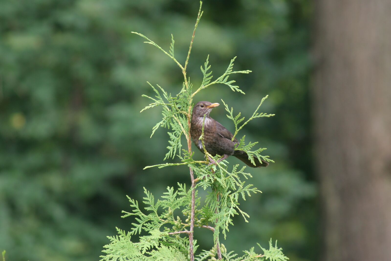 Canon EOS 20D sample photo. Bird, tree of life photography