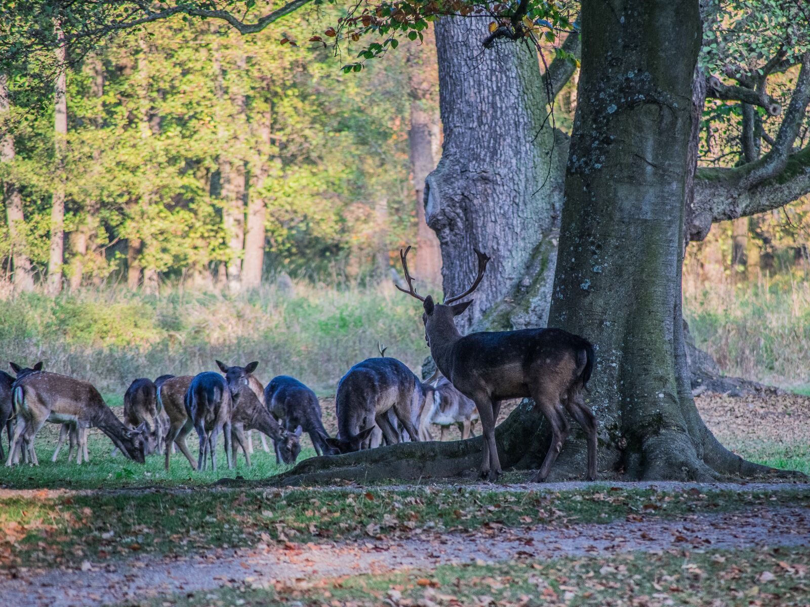 Nikon D5300 sample photo. Autumn, rut, nature photography