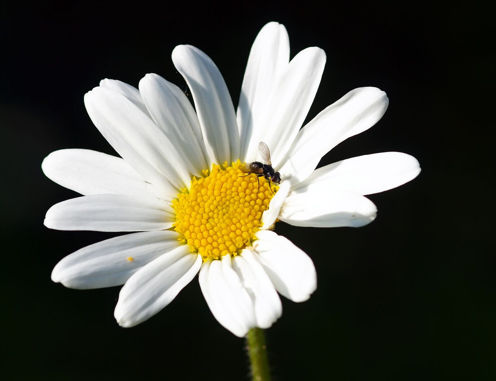 Olympus E-30 sample photo. Walk, marguerite, small crawler photography