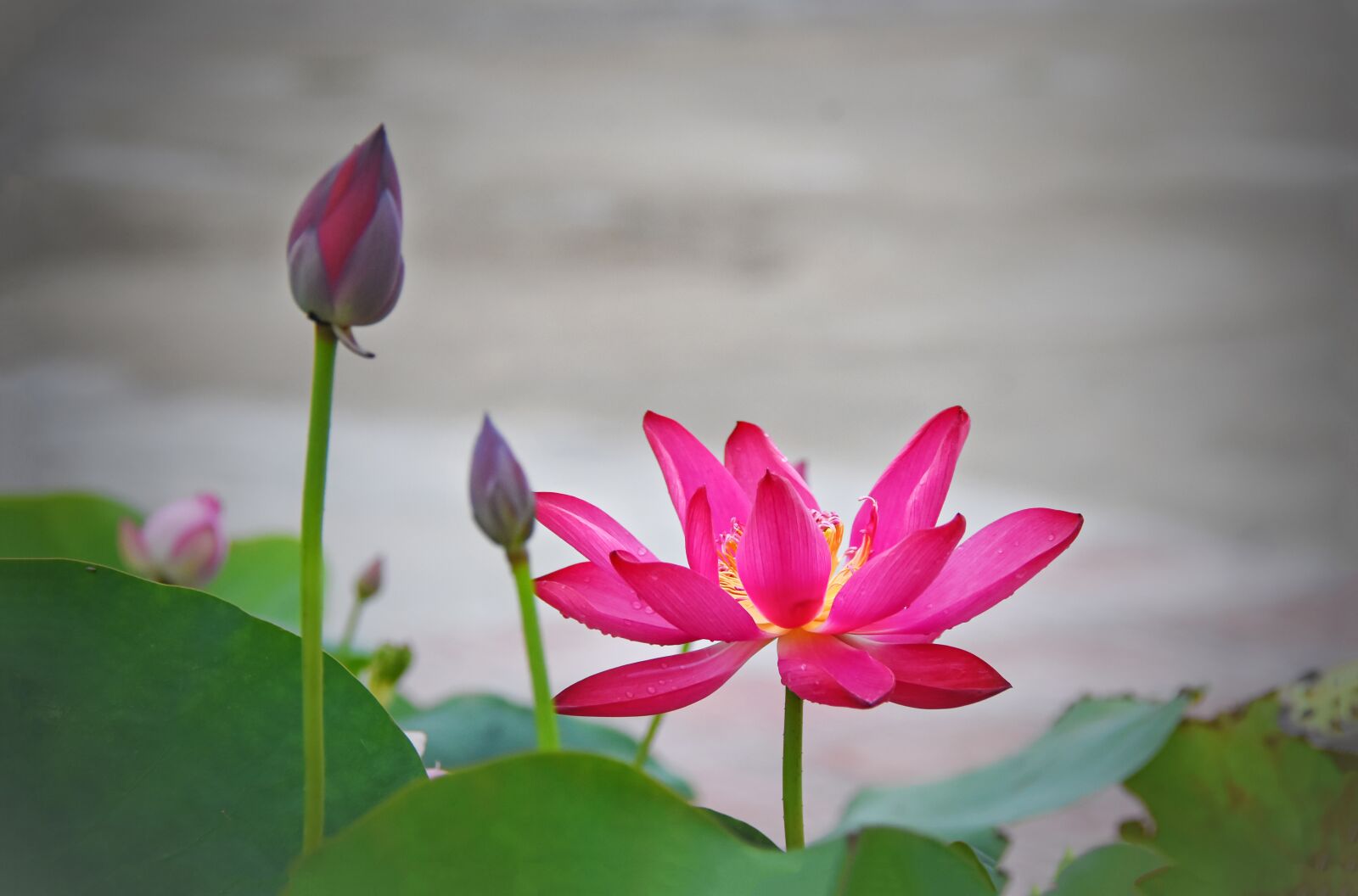 Nikon D7200 sample photo. Flower, buds, lotus photography
