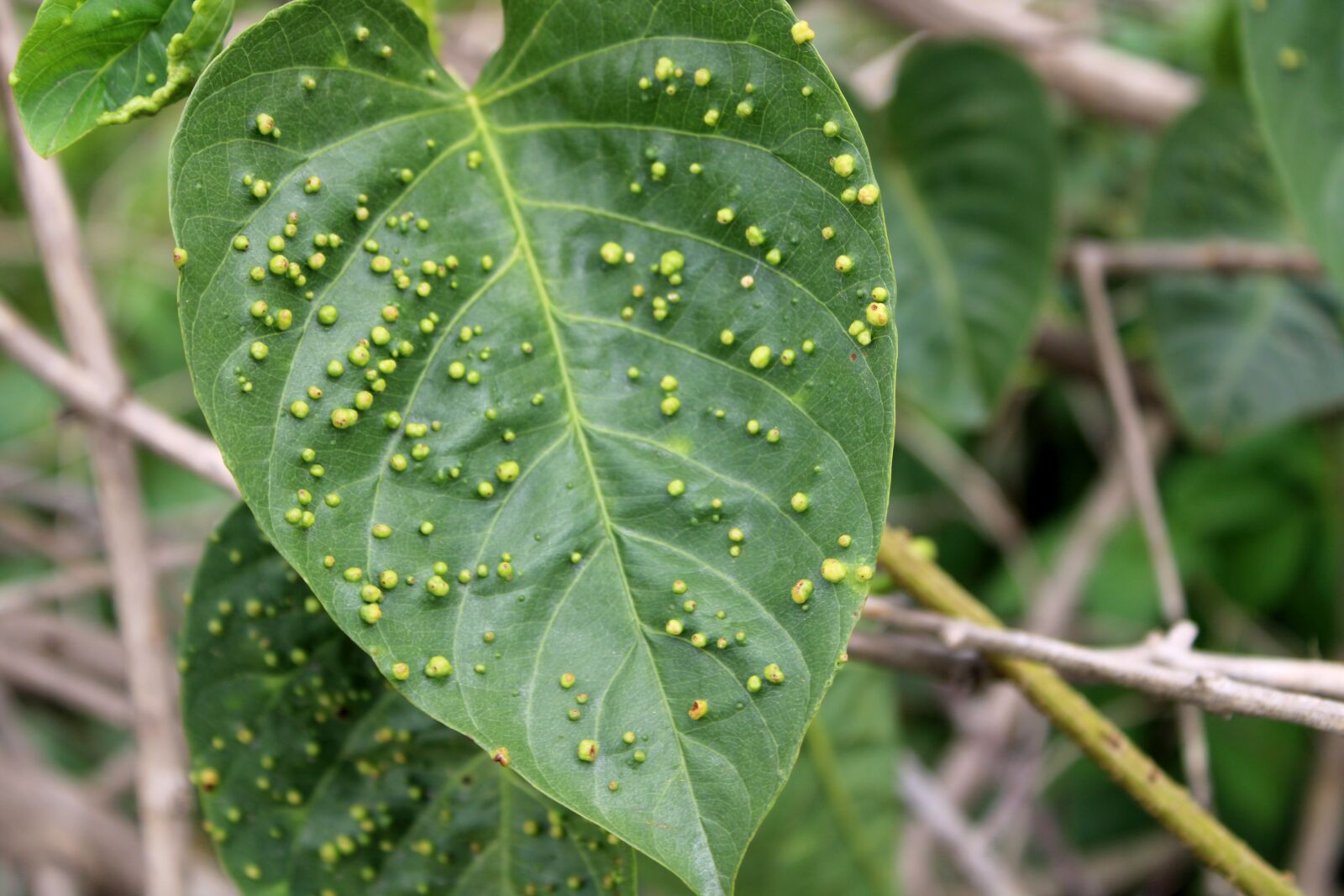 Canon EOS 2000D (EOS Rebel T7 / EOS Kiss X90 / EOS 1500D) sample photo. The wild vine leaves photography