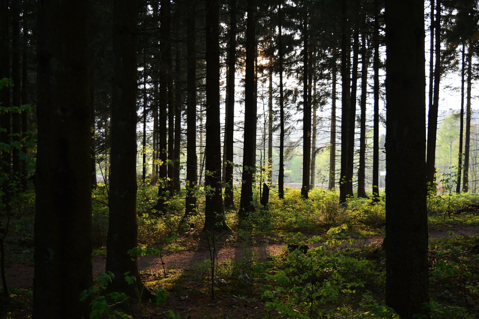 Nikon D5200 sample photo. Forest, sunset, sunlight photography