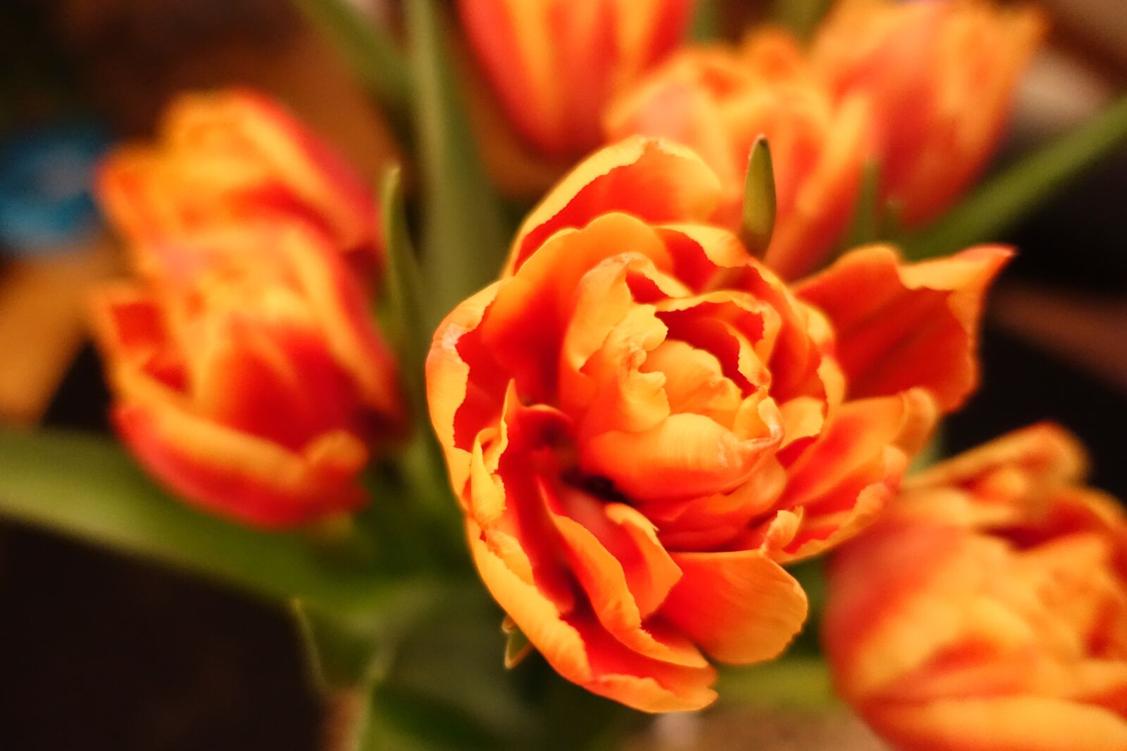 Sony Cyber-shot DSC-RX100 III sample photo. Tulip, tulips, bouquet photography