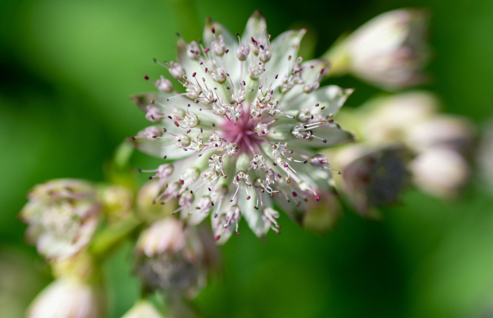 Tamron SP 90mm F2.8 Di VC USD 1:1 Macro sample photo. Garden, floral, bloom photography