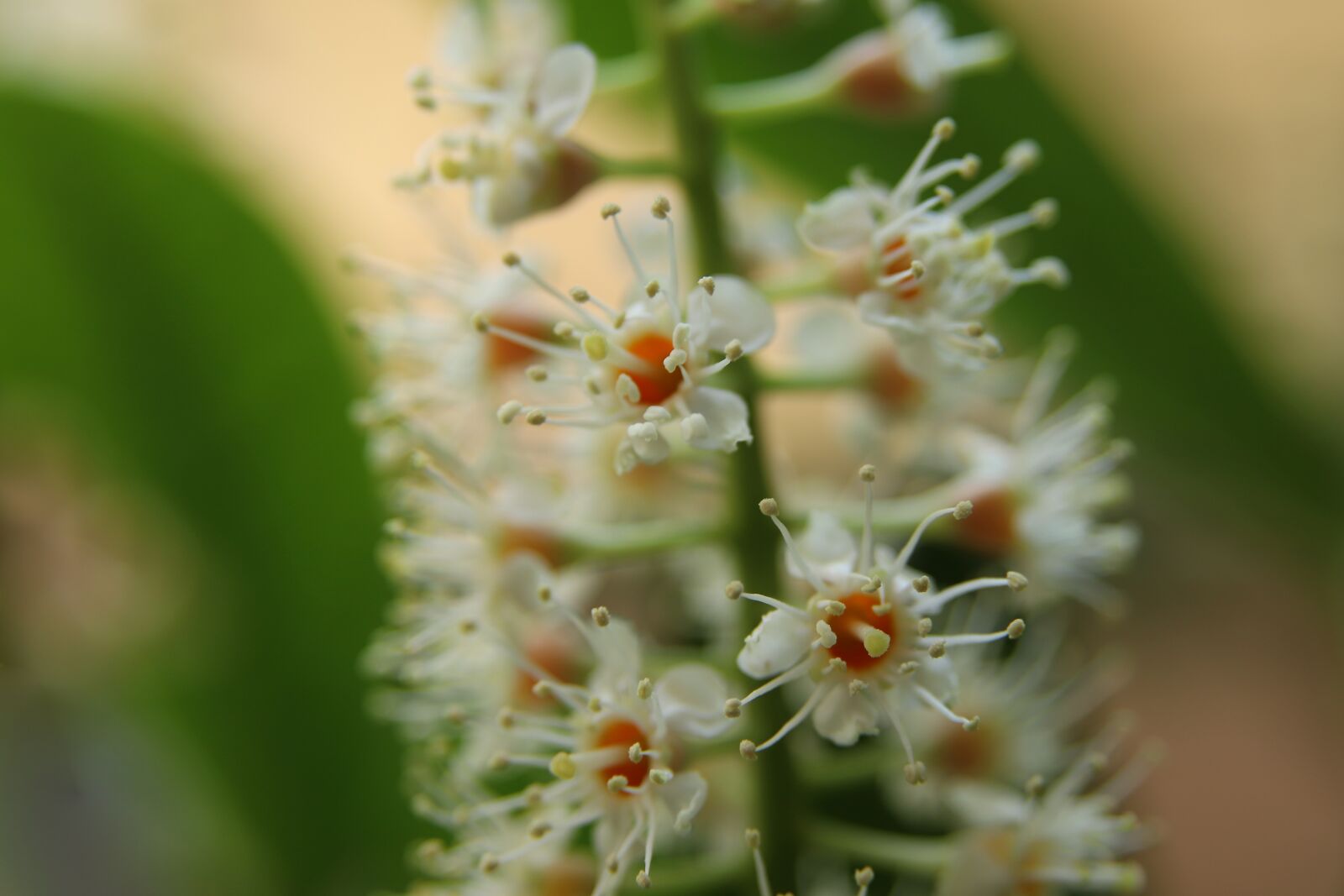 Canon EOS 800D (EOS Rebel T7i / EOS Kiss X9i) sample photo. Cherry laurel, cherry laurel photography