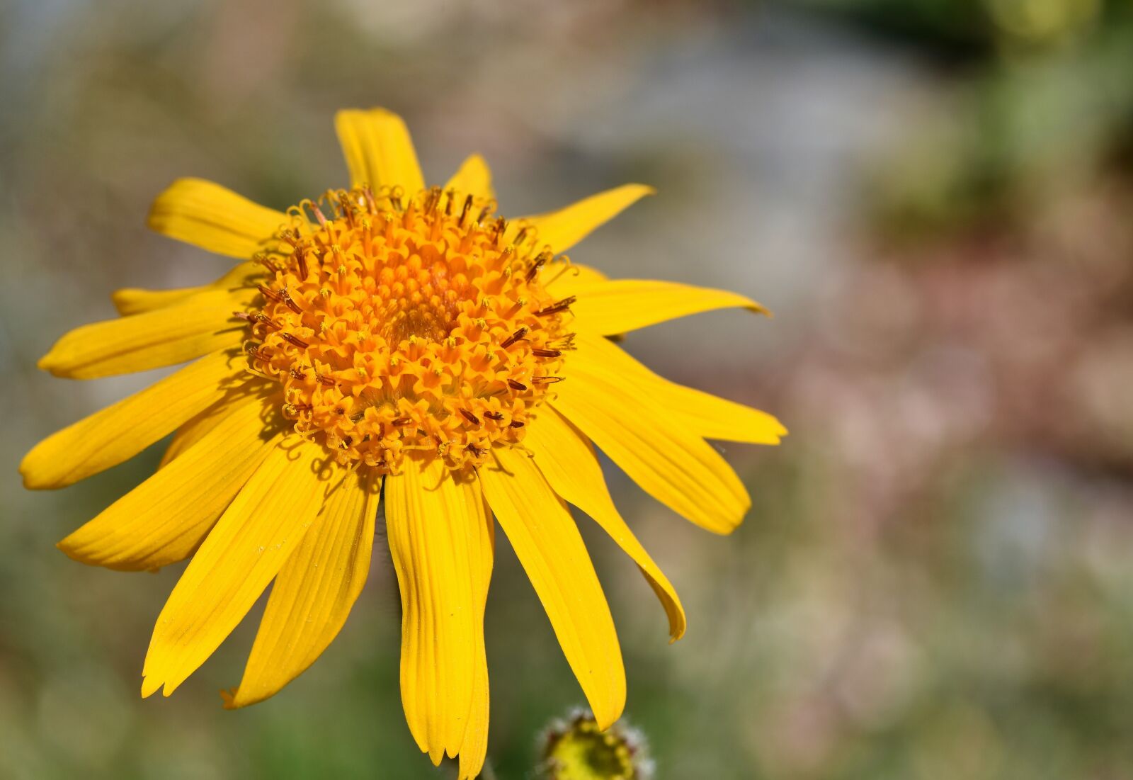 Nikon D7200 sample photo. Arnica, real arnica, arnica photography