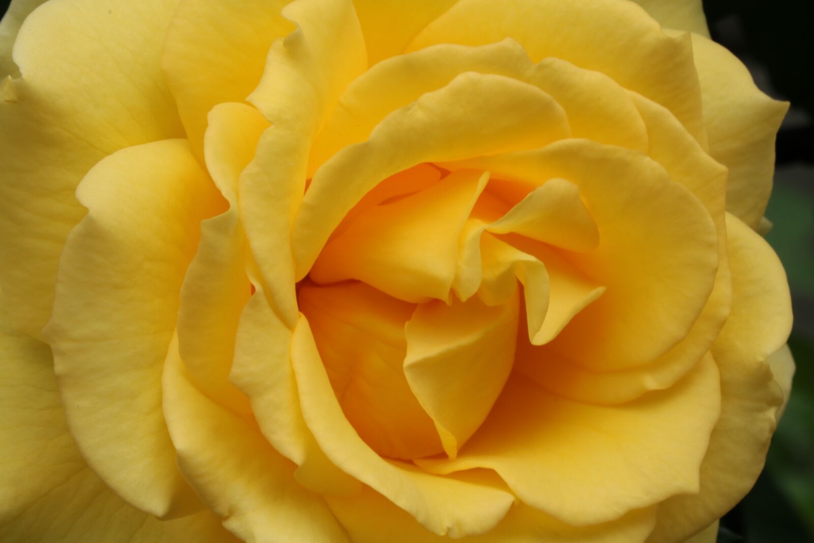 Canon EOS 750D (EOS Rebel T6i / EOS Kiss X8i) sample photo. Rose, rose festival, park photography