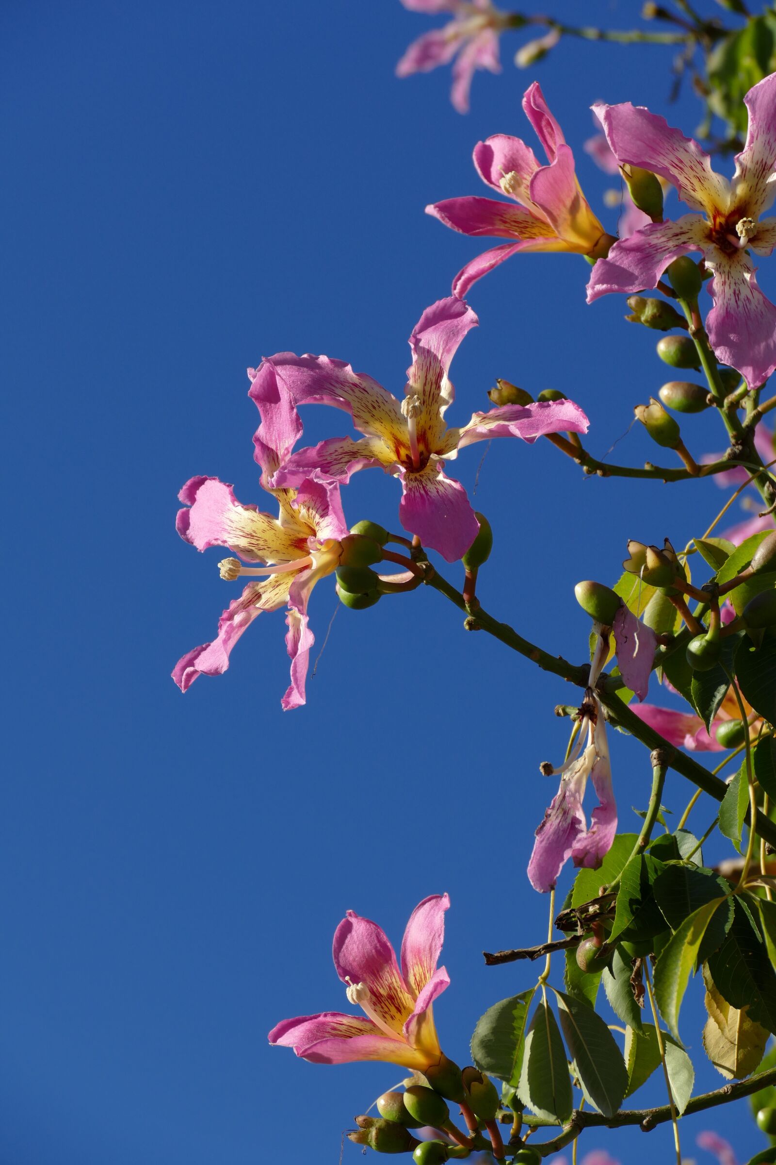 Panasonic Lumix DMC-FZ1000 sample photo. Flower, tree, flora photography