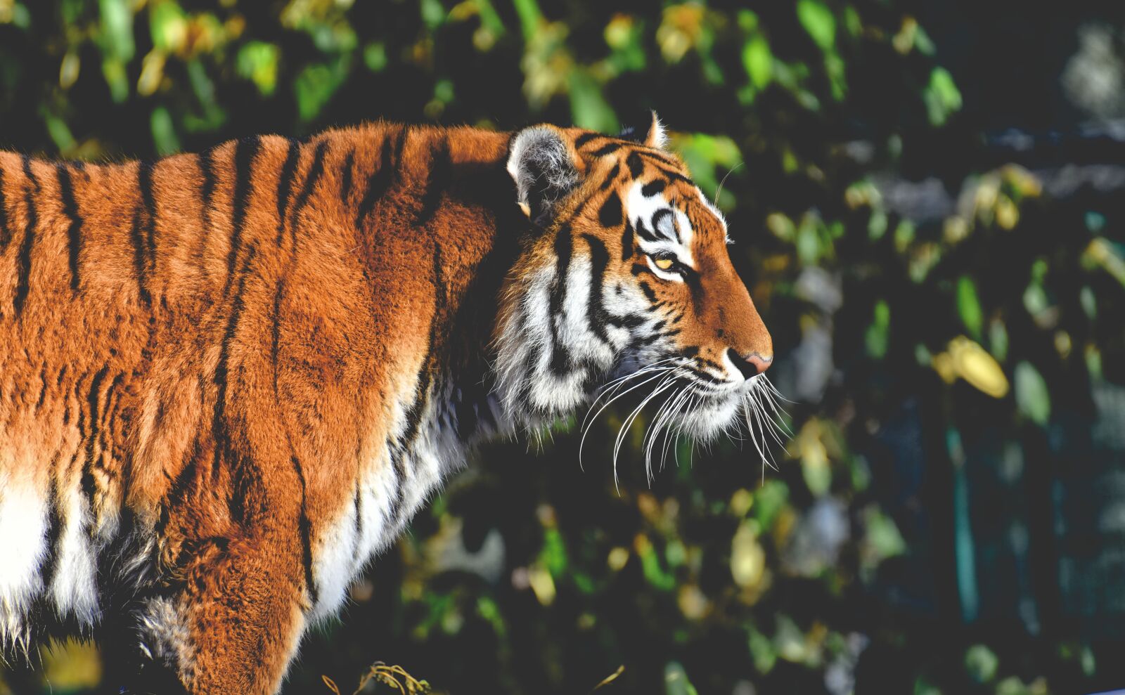Nikon D7200 sample photo. Tiger, big cat, predator photography