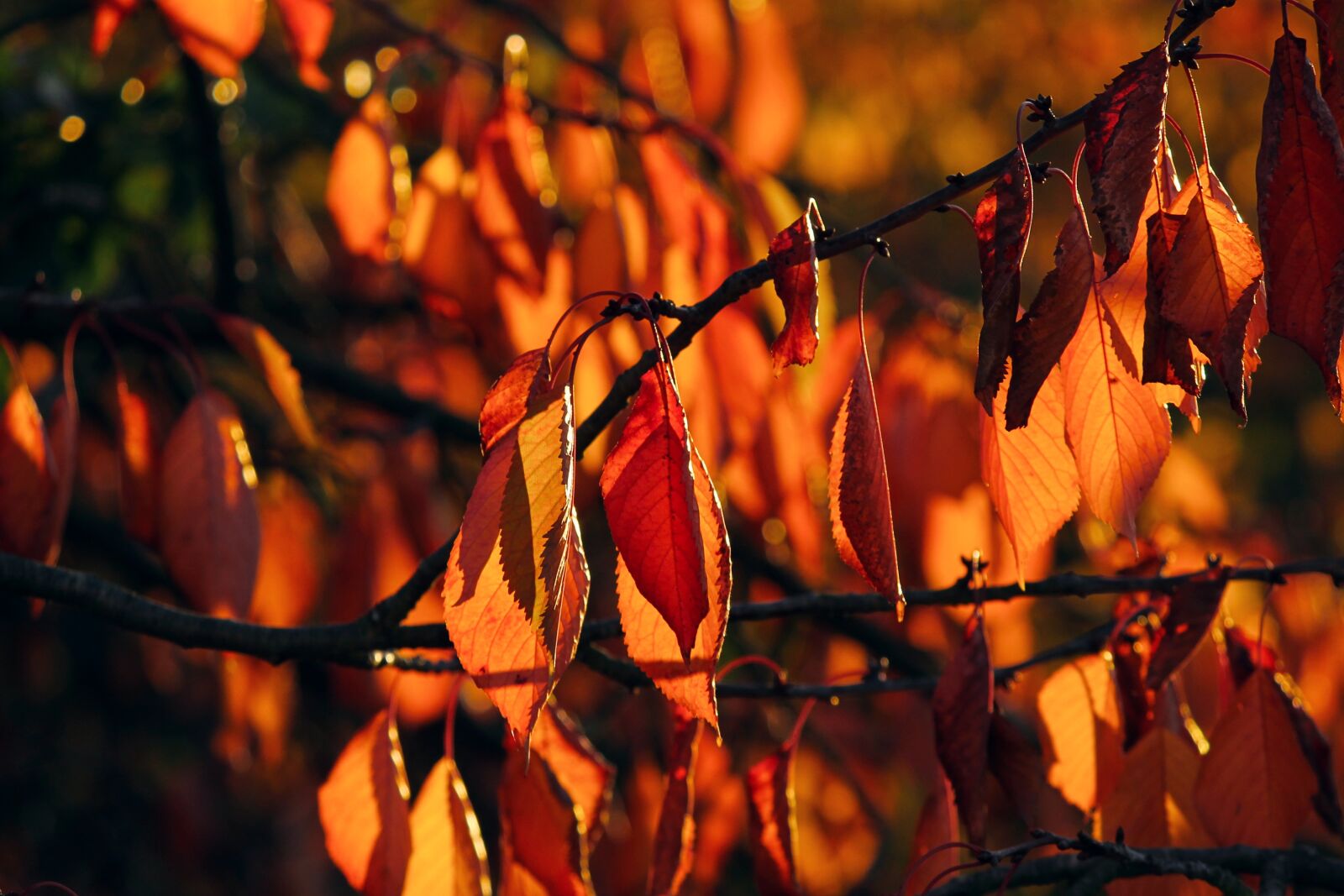 Canon EOS 1100D (EOS Rebel T3 / EOS Kiss X50) sample photo. Autumn, leaves, colorful photography