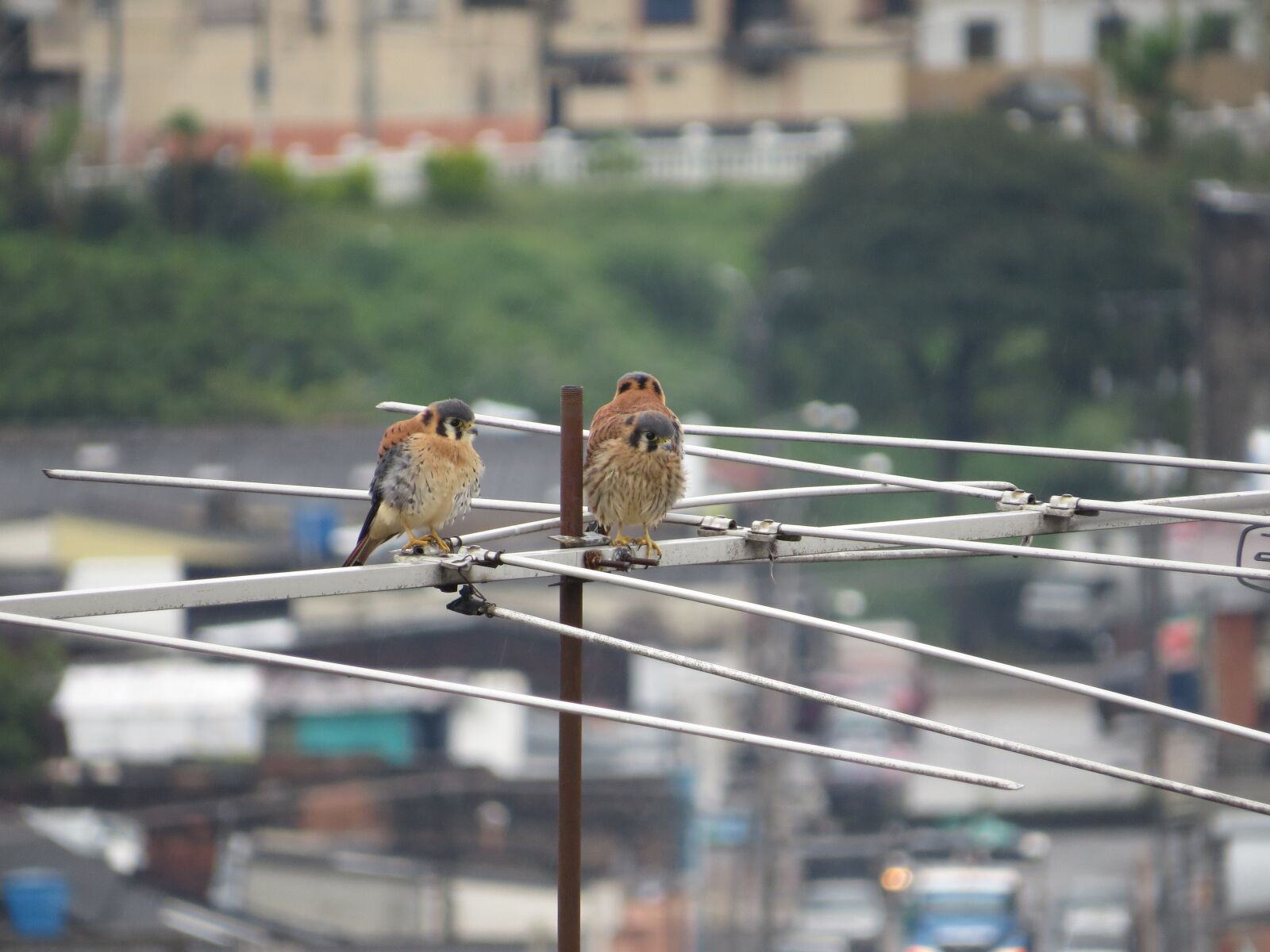 Canon PowerShot SX50 HS sample photo. Birds, fauna, nature photography