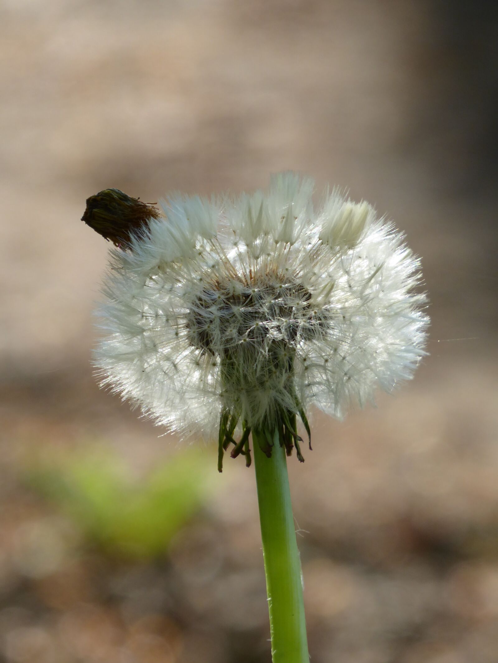 Panasonic Lumix DMC-ZS50 (Lumix DMC-TZ70) sample photo. Dandelion, clock, plant photography