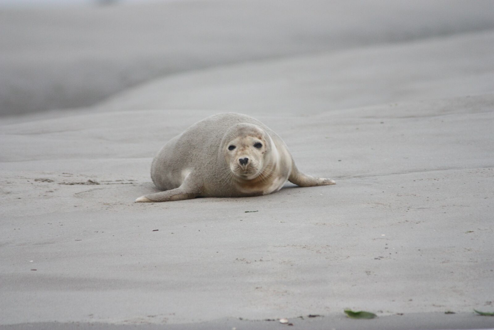 Canon EOS 450D (EOS Rebel XSi / EOS Kiss X2) sample photo. Grey seal, seal, beach photography