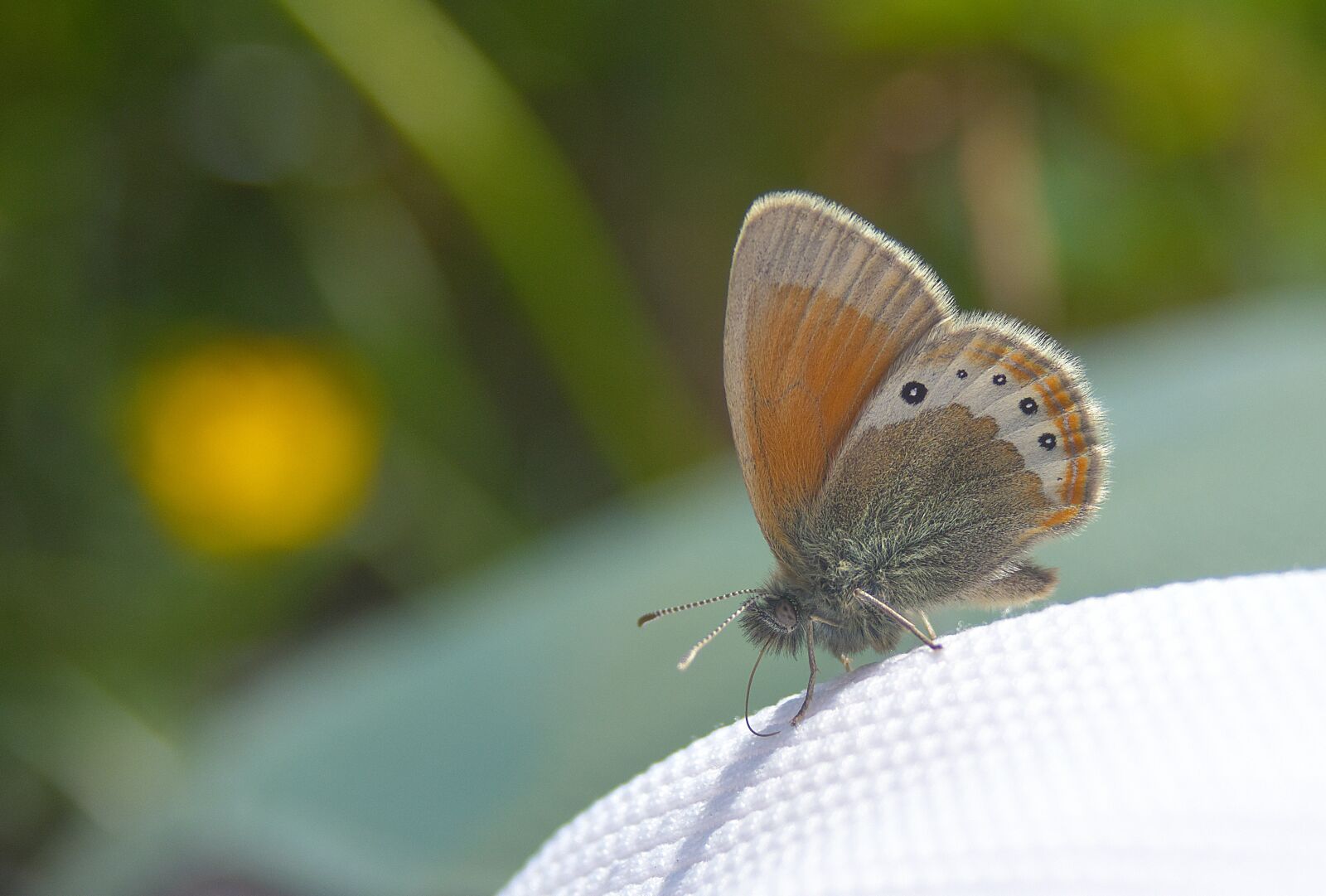 Nikon D7200 sample photo. Butterfly, close up, nature photography