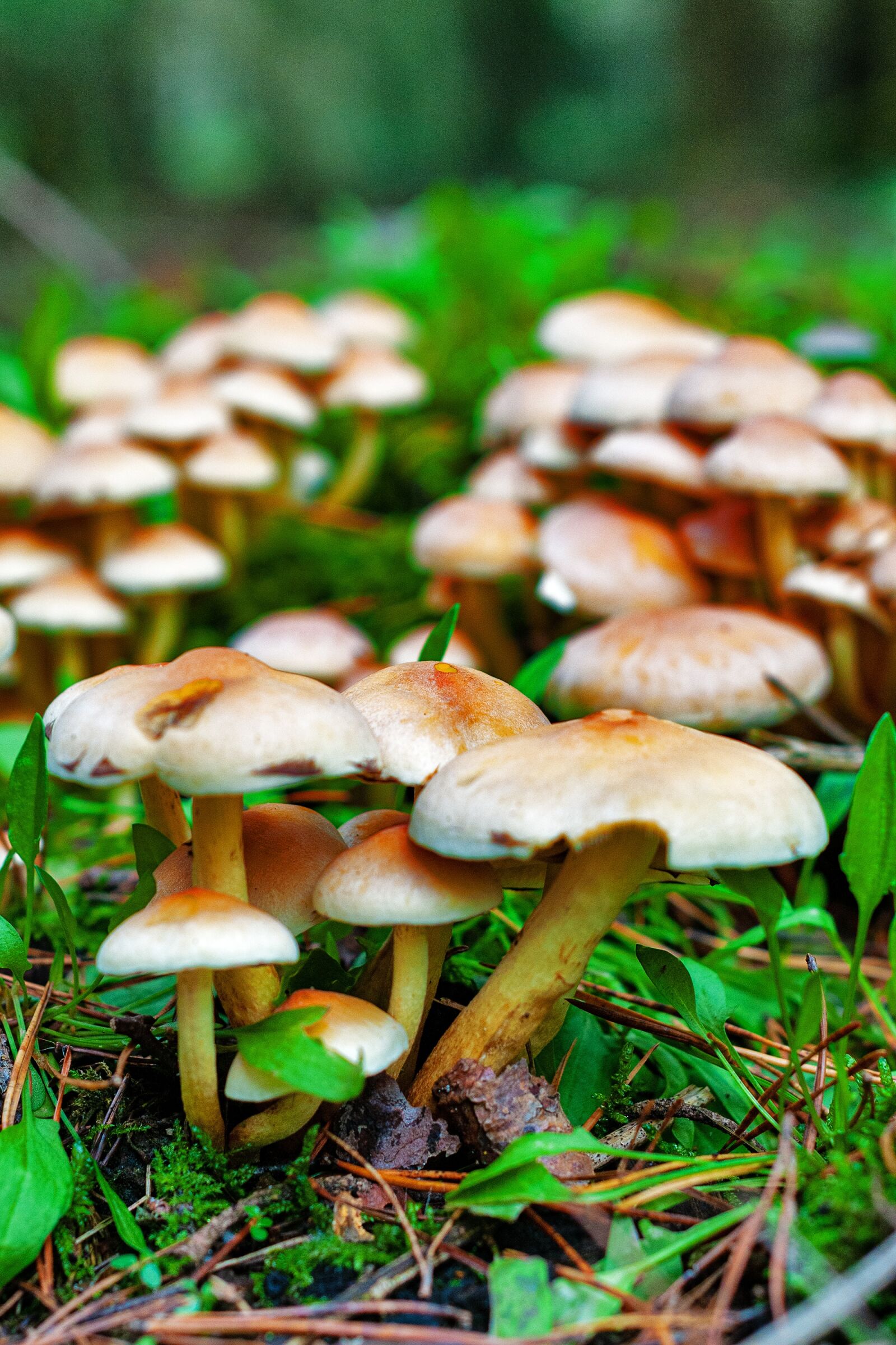 Nikon D300S sample photo. Mushroom, autumn, forest photography
