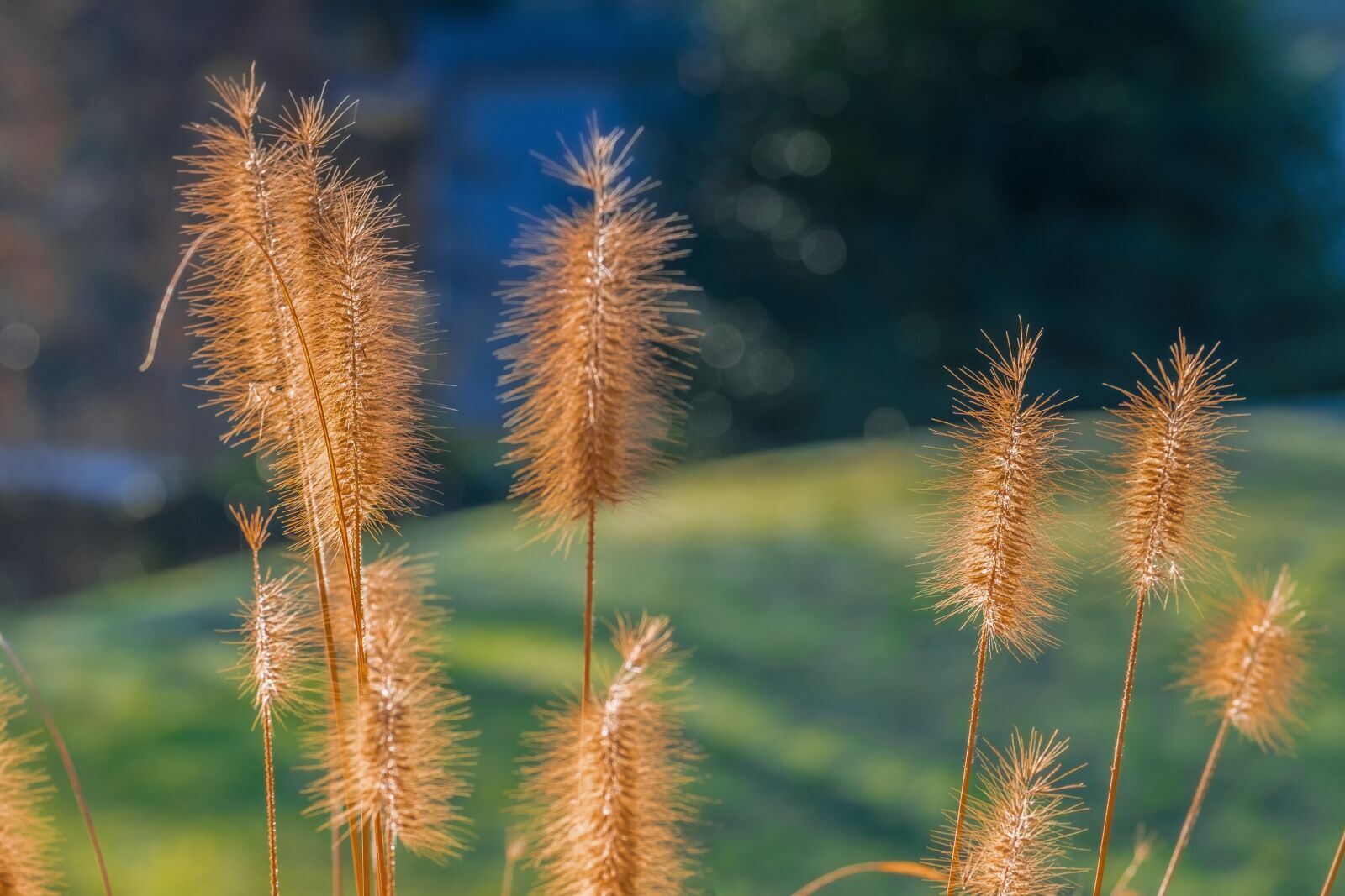 Fujifilm X-T10 sample photo. Foxtail, sunlight, grasses photography