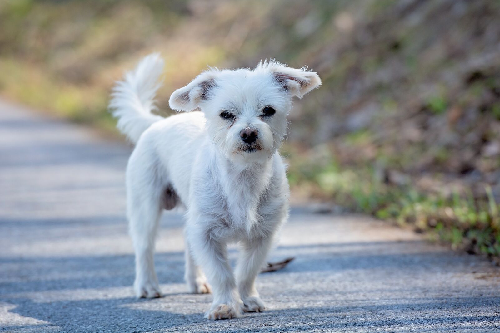 Nikon D7100 sample photo. Dog, white, small photography