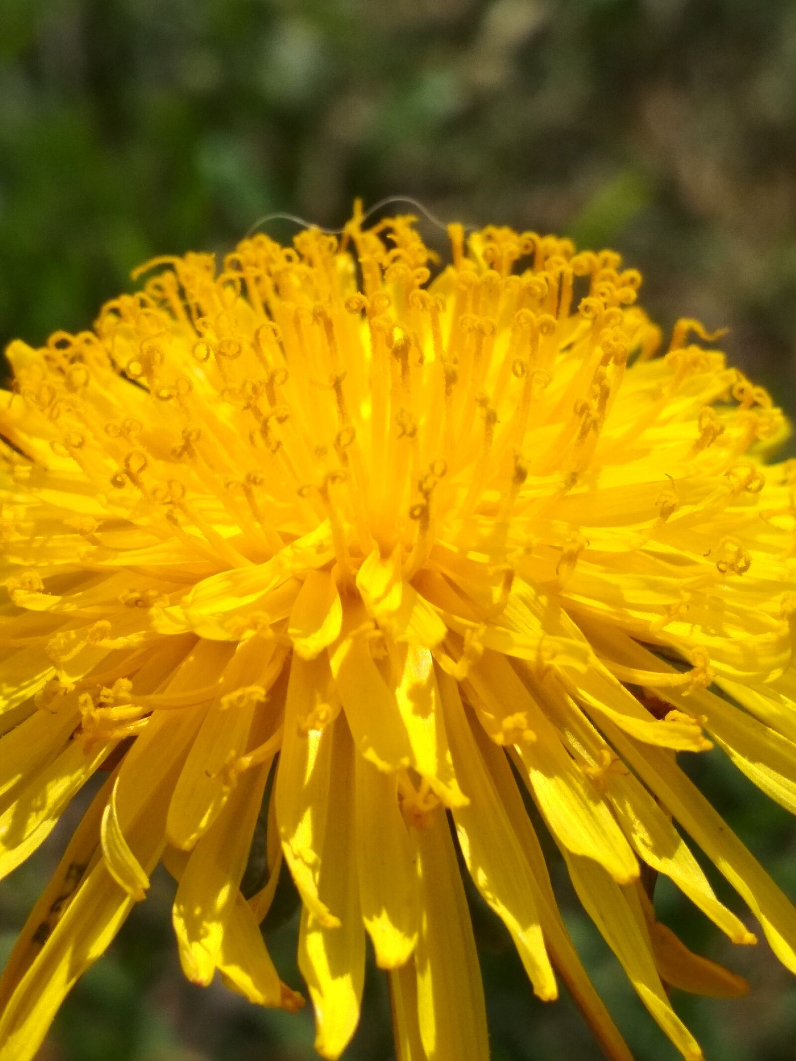Xiaomi Redmi 4X sample photo. Yellow, dandelion, may photography