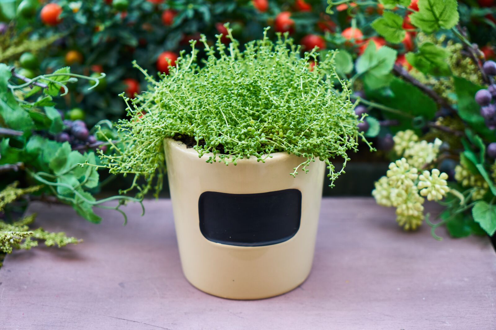 Sony a7R II sample photo. Flower, flowerpot, nature photography