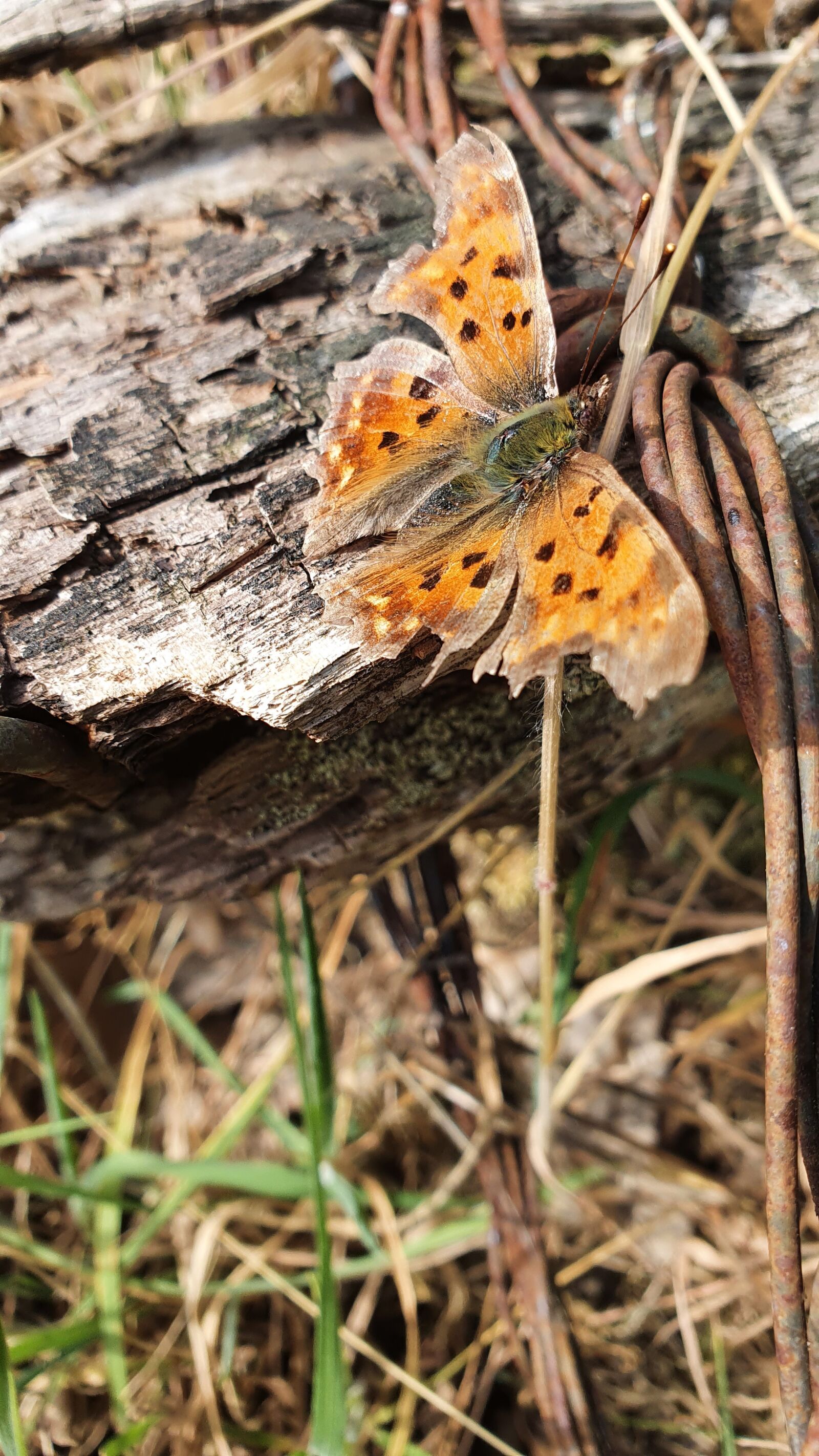 Samsung Galaxy S10e sample photo. C falter, butterfly, edelfalter photography