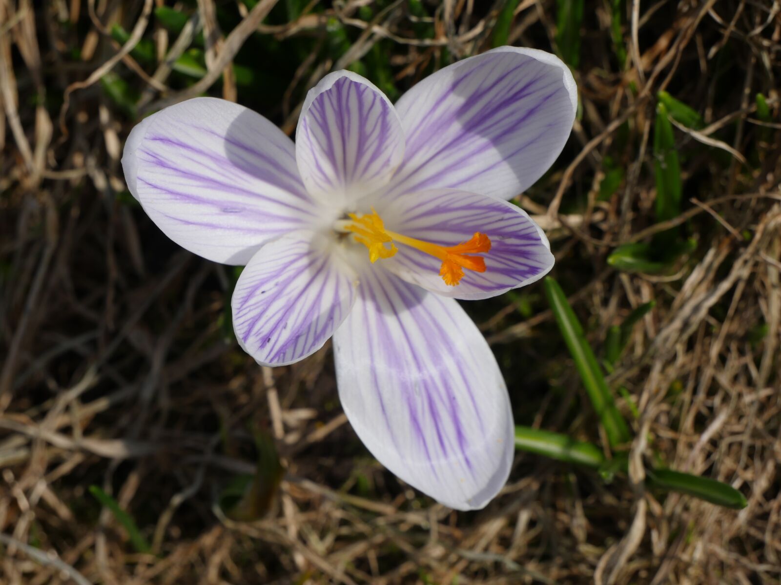Panasonic Lumix DMC-GH4 sample photo. Nature, macro, crocus photography