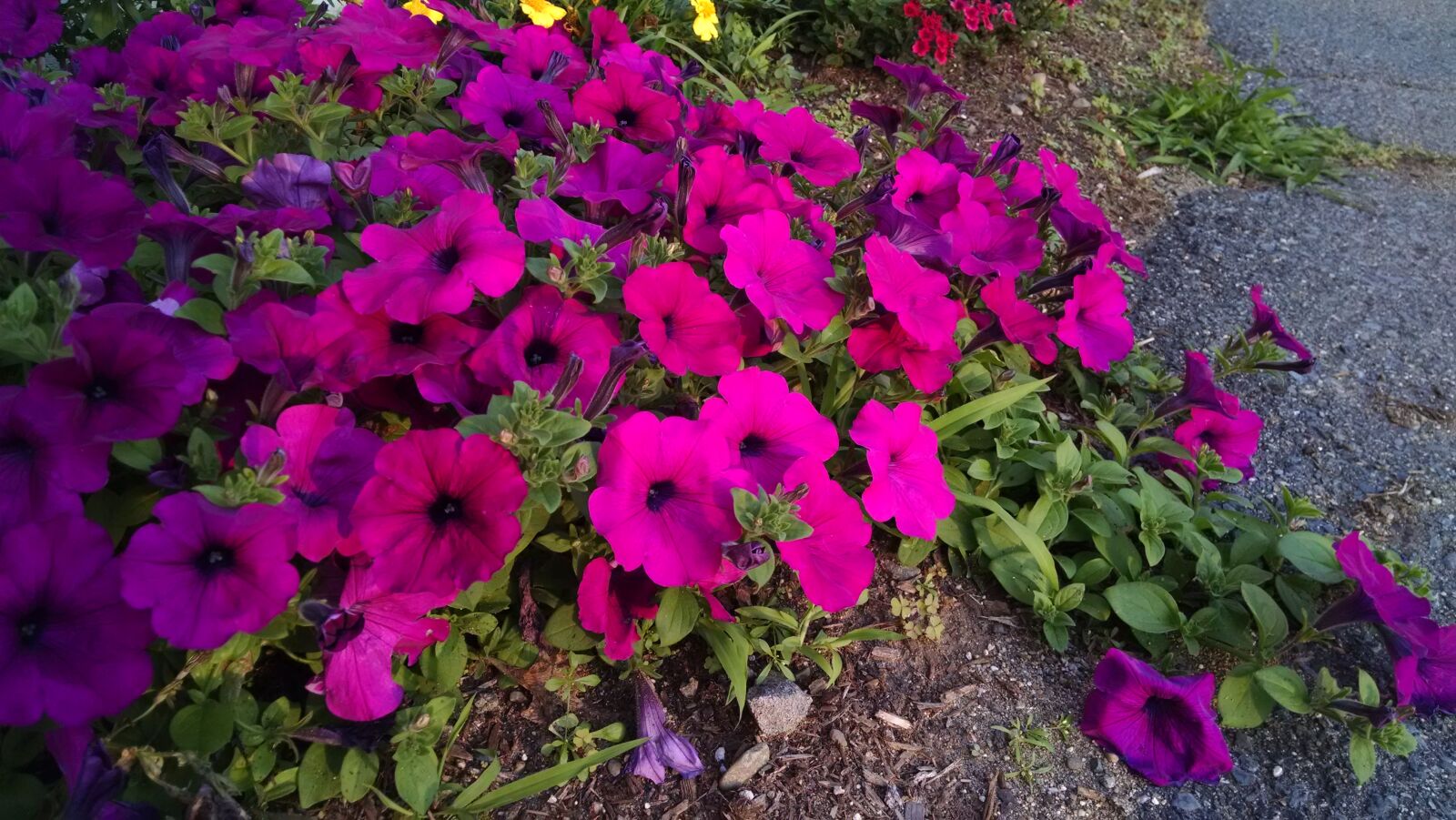 Motorola Moto X (1st Gen) sample photo. Bright, flowers, petals, pink photography