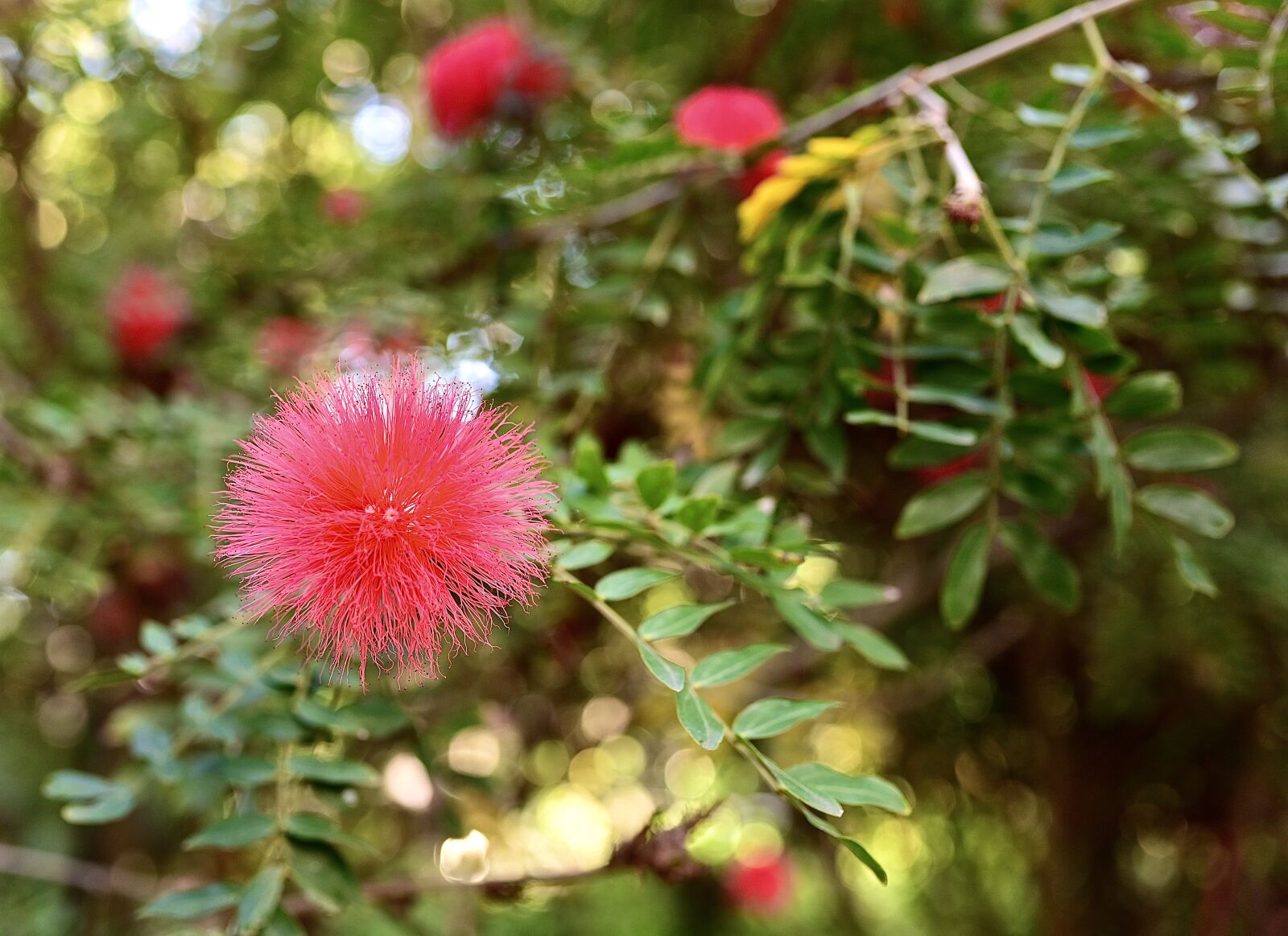 Nikon Nikkor Z 35mm F1.8 S sample photo. Calliandra, flower, blossom photography