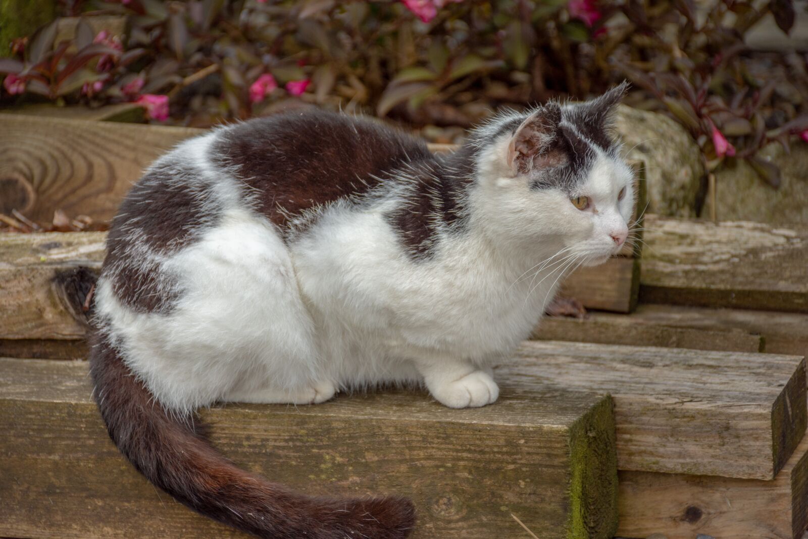 Nikon D7200 sample photo. Cat, young animal, curious photography
