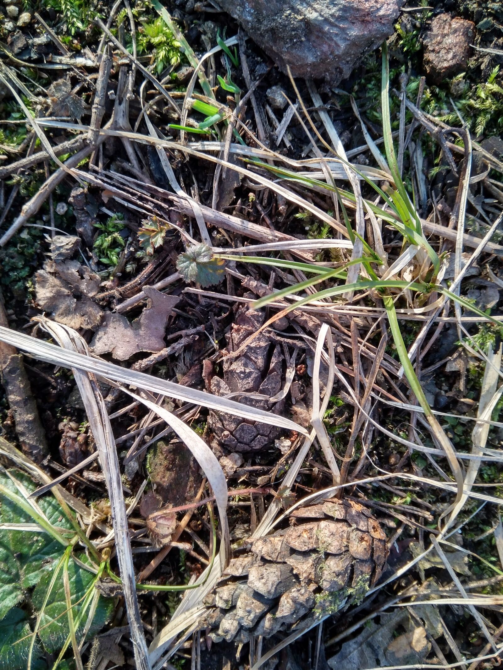 Xiaomi Redmi 4A sample photo. Moss, forest, cone photography