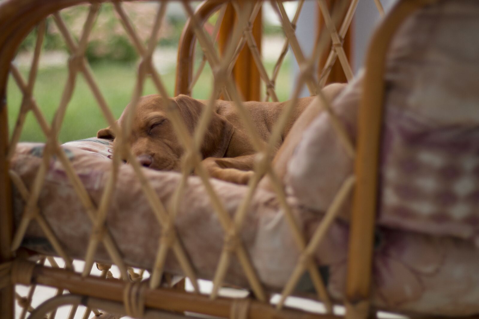 Canon EOS 70D + Canon EF 50mm F1.8 STM sample photo. Dog, sleep, recreation photography