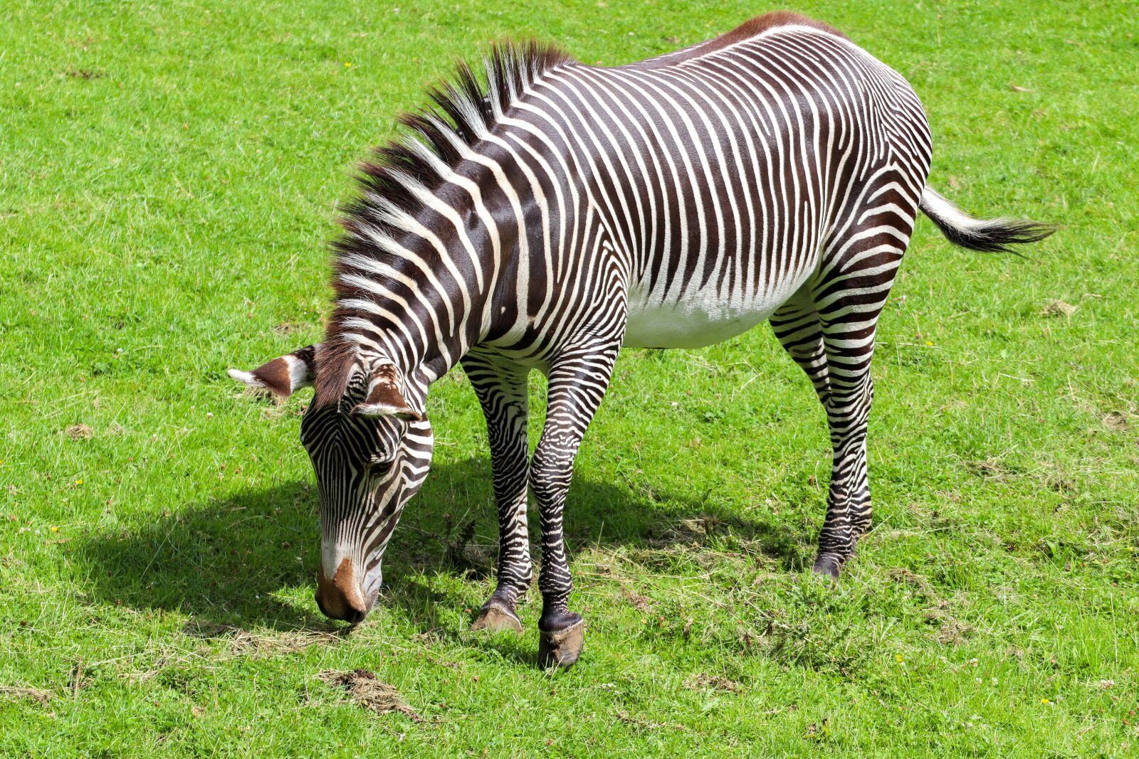 Canon EOS 800D (EOS Rebel T7i / EOS Kiss X9i) sample photo. Zebra, africa, savannah photography